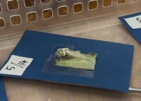 モンシロチョウが蛹の殻を破って出てきている様子