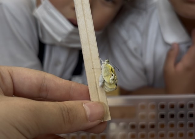 羽化したてで羽が縮んでいるモンシロチョウの様子