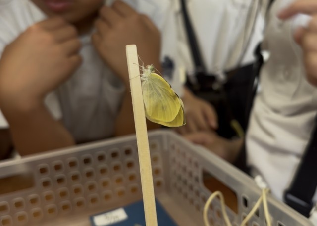羽が広がったモンシロチョウの様子