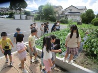 生活科　学級園の野菜の様子を見に行きました。